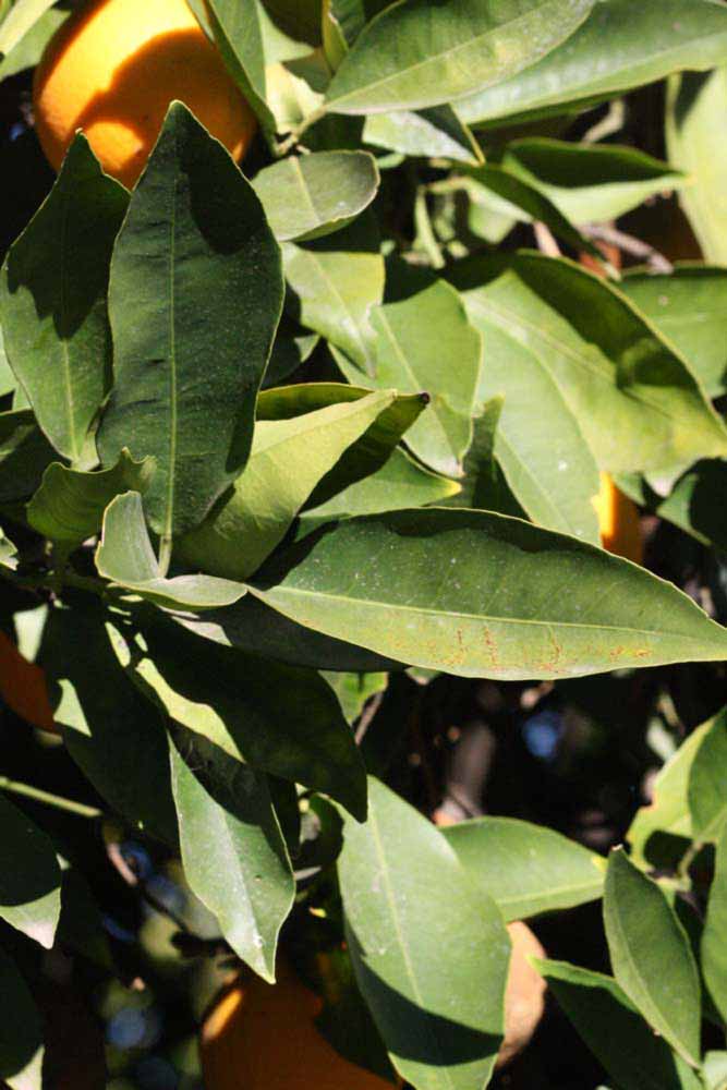            Sun leaves (Riverside, CA)   